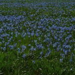Sea of Blue & Green - Camas Prairie Centennial Marsh Sea of Blue & Green - Camas Prairie Centennial Marsh