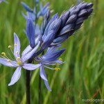 Camas Flower - Camas Prairie Centennial Marsh Camas Flower - Camas Prairie Centennial Marsh