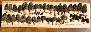 Black Morels